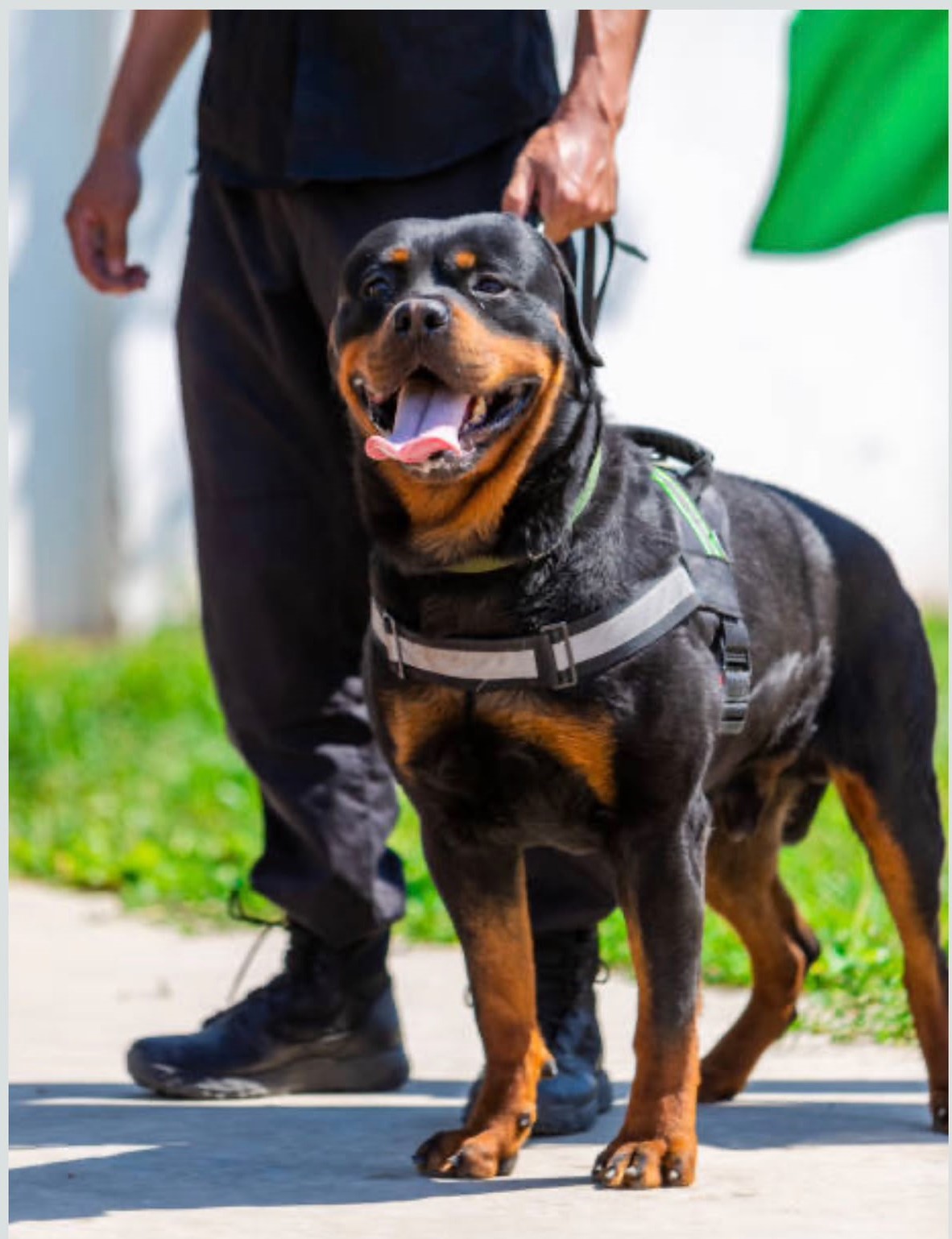 Illustrative stock photograph of a working dog or dog handler