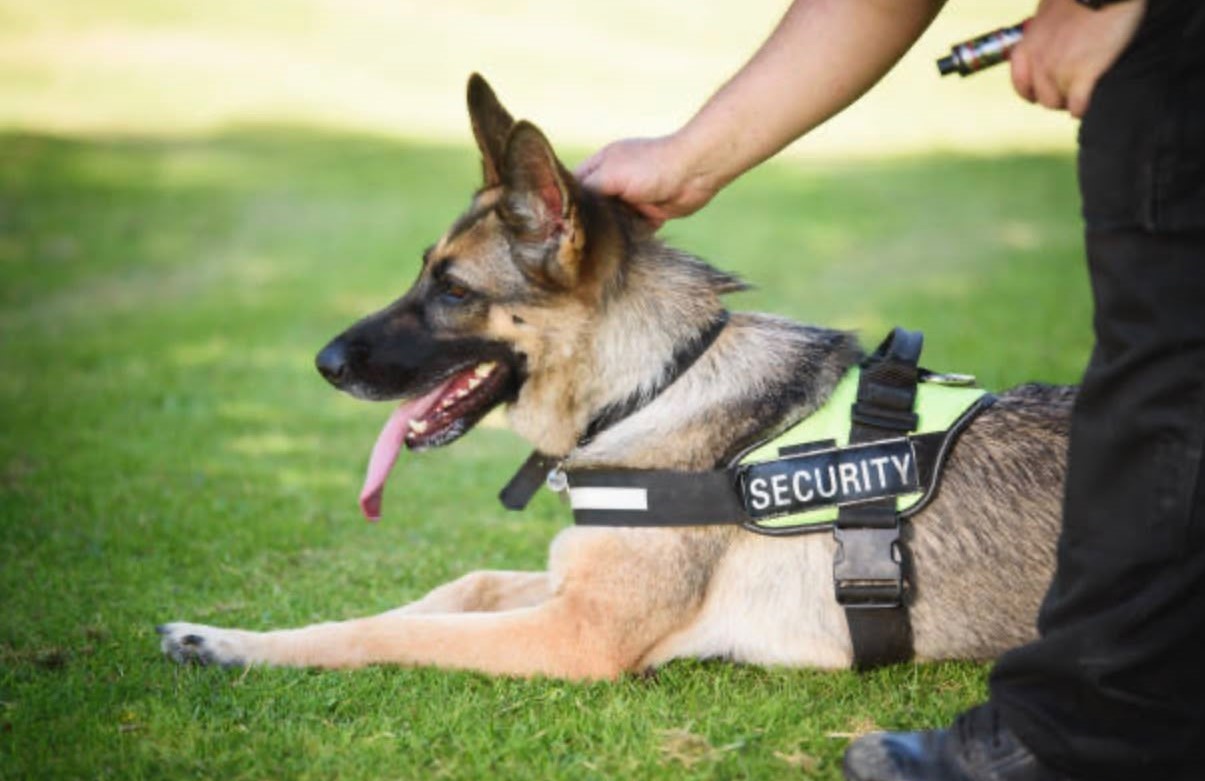 Illustrative stock photograph of a working dog or dog handler