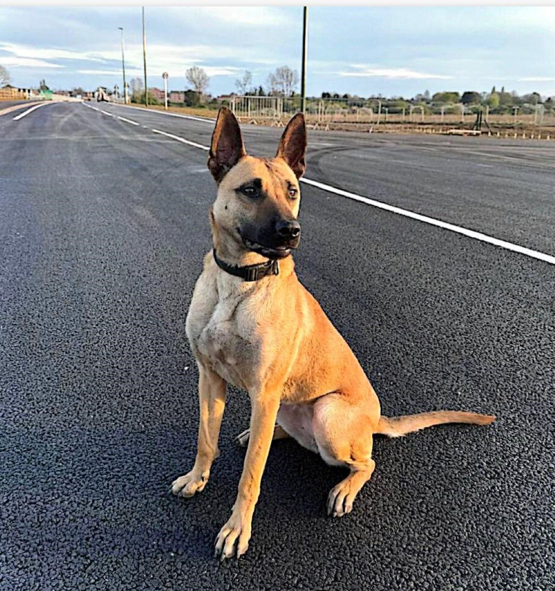 Illustrative stock photograph of a working dog or dog handler