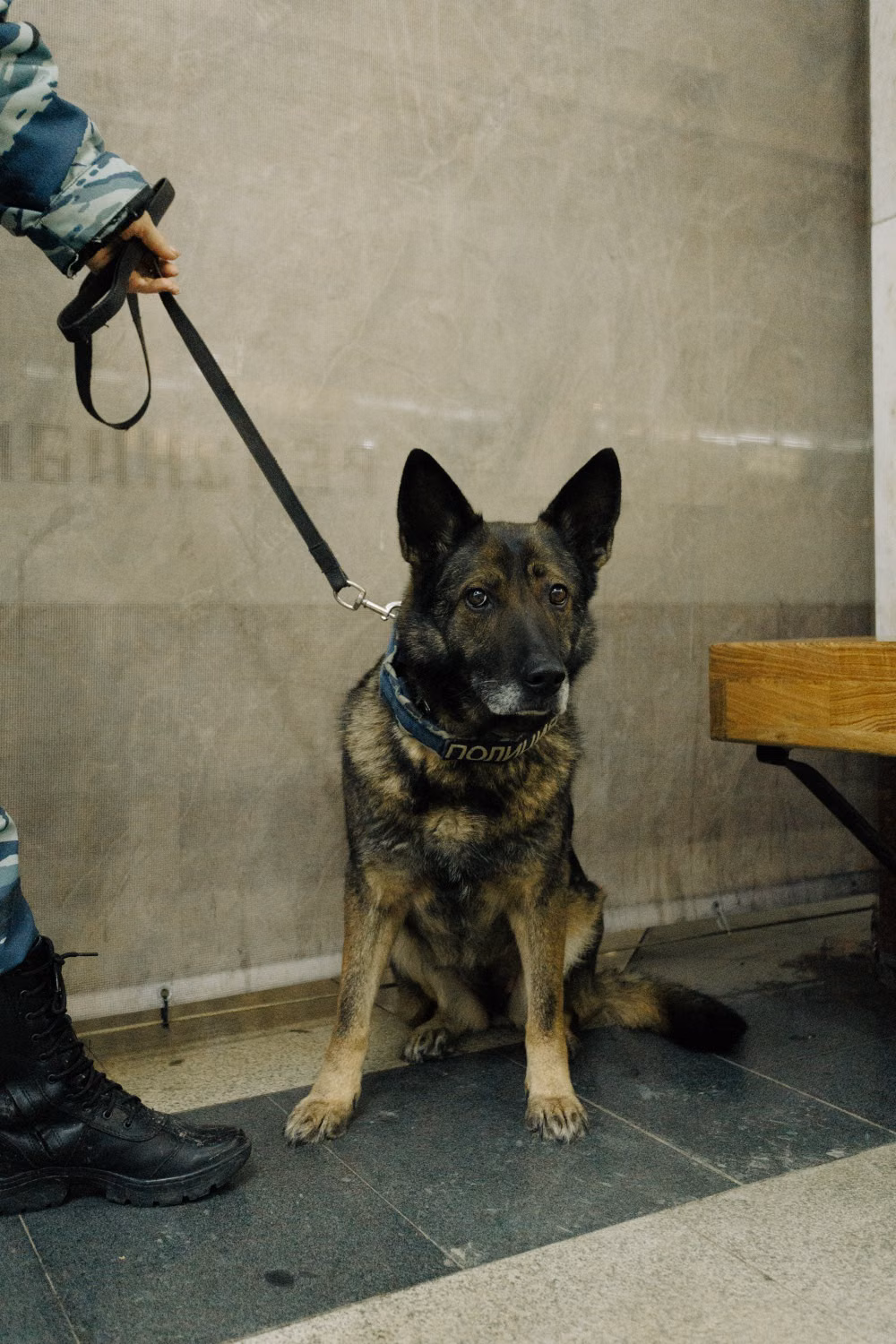 Illustrative stock photograph of a working dog or dog handler